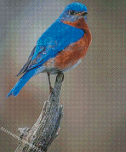 Bluebird Diamond Paintings