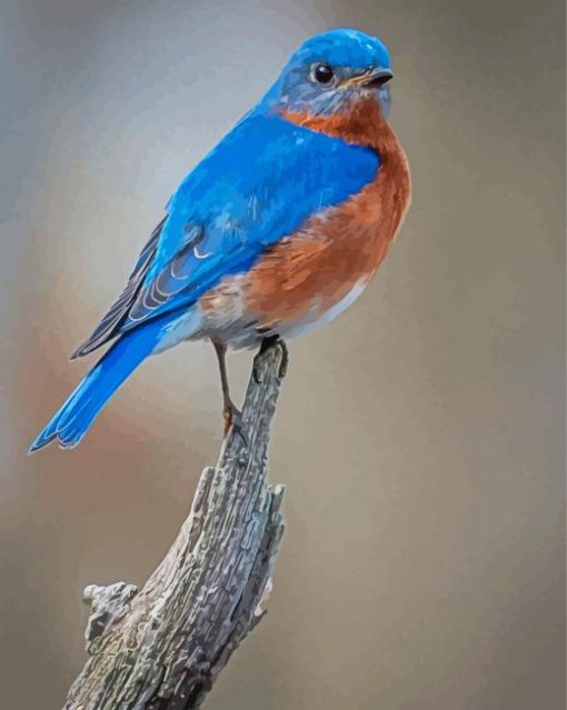 Bluebird Diamond Paintings