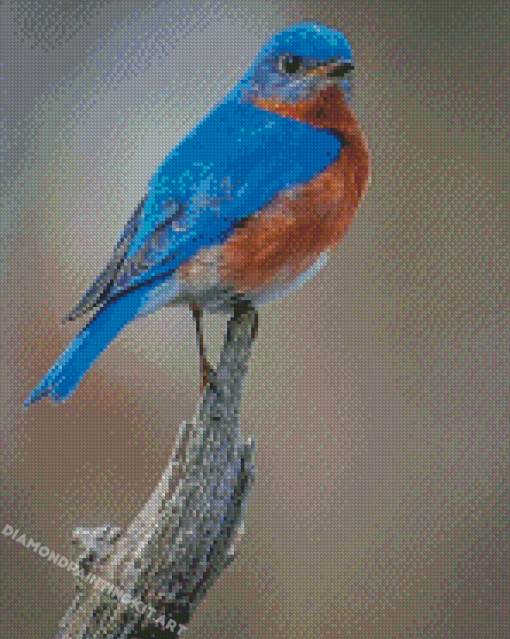 Bluebird Diamond Paintings