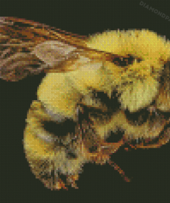 Bumblebee Insect Diamond Paintings