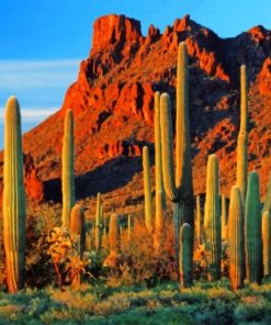 Cactus Near Mountain Diamond Paintings