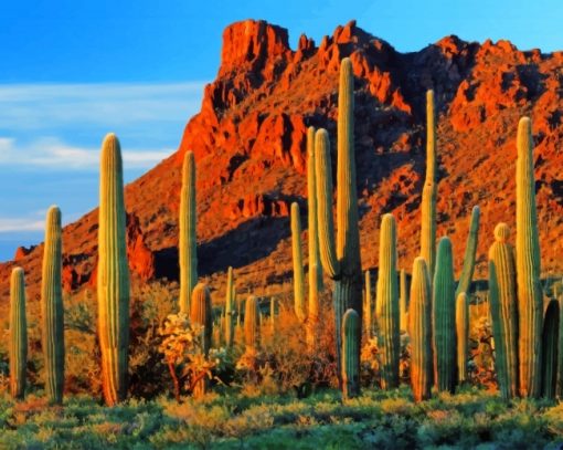 Cactus Near Mountain Diamond Paintings