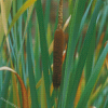 Cattail Plant And Leaves Diamond Paintings