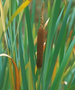 Cattail Plant And Leaves Diamond Paintings