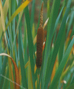 Cattail Plant And Leaves Diamond Paintings