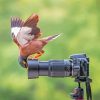 Curious Bird And Camera Diamond Paintings