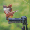 Curious Bird And Camera Diamond Paintings