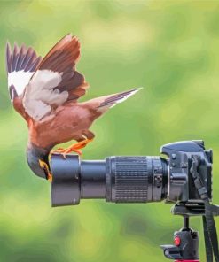 Curious Bird And Camera Diamond Paintings