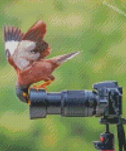 Curious Bird And Camera Diamond Paintings