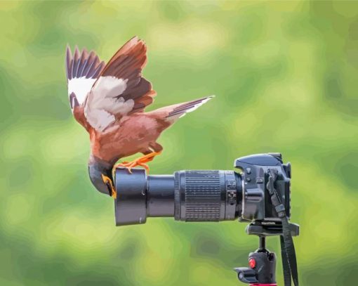 Curious Bird And Camera Diamond Paintings