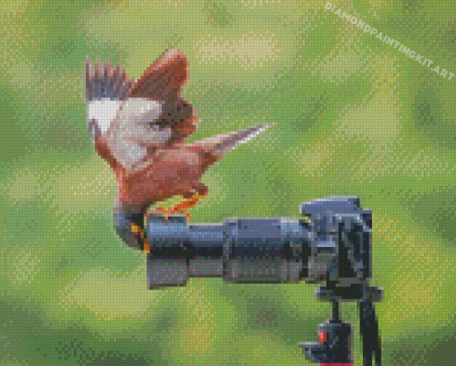 Curious Bird And Camera Diamond Paintings