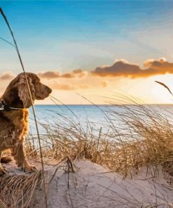 Cute Dog At Norfolk Beach Diamond Paintings