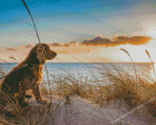 Cute Dog At Norfolk Beach Diamond Paintings