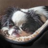 Cute Japanese Chin Diamond Paintings