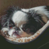 Cute Japanese Chin Diamond Paintings