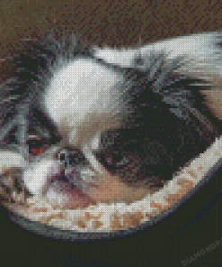 Cute Japanese Chin Diamond Paintings