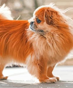 Cute Tibetan Spaniel Diamond Paintings