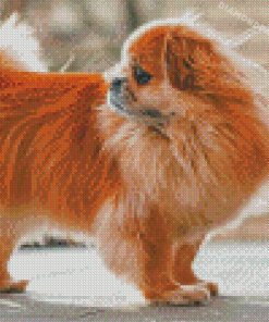 Cute Tibetan Spaniel Diamond Paintings