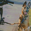 Dog With Bicycle Diamond Paintings