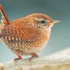 English Wren Diamond Paintings