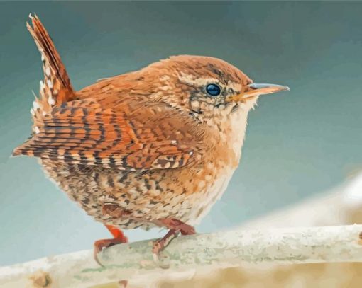 English Wren Diamond Paintings