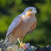 Eurasian Sparrowhawk Bird Diamond Paintings