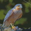 Eurasian Sparrowhawk Bird Diamond Paintings