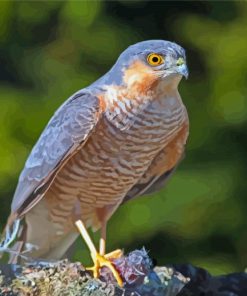 Eurasian Sparrowhawk Bird Diamond Paintings