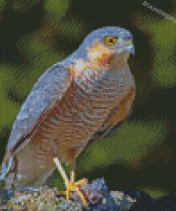 Eurasian Sparrowhawk Bird Diamond Paintings