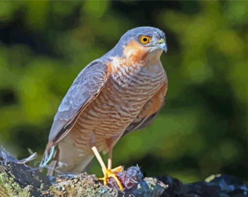 Eurasian Sparrowhawk Bird Diamond Paintings