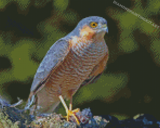 Eurasian Sparrowhawk Bird Diamond Paintings