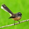 Fantail Bird Diamond Paintings