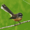 Fantail Bird Diamond Paintings