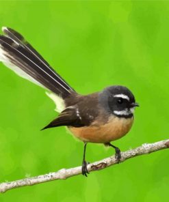 Fantail Bird Diamond Paintings