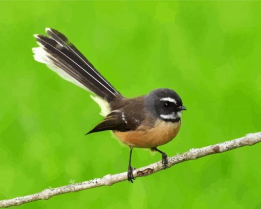 Fantail Bird Diamond Paintings