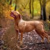 French Mastiff Diamond Paintings