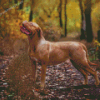 French Mastiff Diamond Paintings