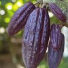 Fruit Cacao Tree Diamond Paintings