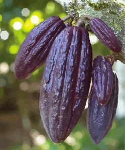 Fruit Cacao Tree Diamond Paintings