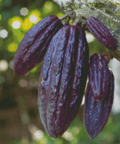 Fruit Cacao Tree Diamond Paintings