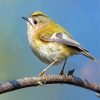 Goldcrest Bird Diamond Paintings