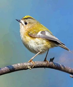 Goldcrest Bird Diamond Paintings