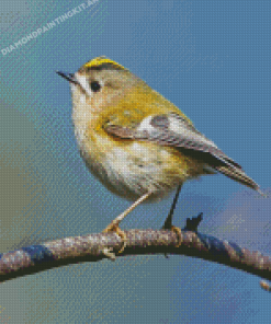 Goldcrest Bird Diamond Paintings