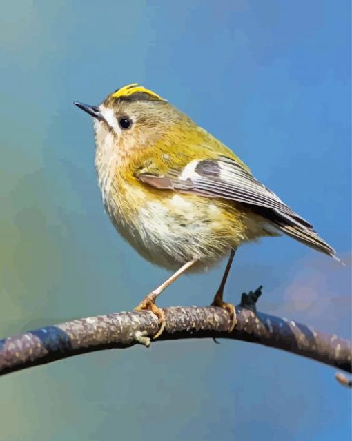 Goldcrest Bird Diamond Paintings