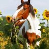 Horse With Sunflowers Diamond Paintings