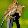 House Finch Birds Diamond Paintings