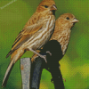 House Finch Birds Diamond Paintings