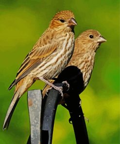 House Finch Birds Diamond Paintings