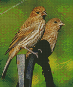 House Finch Birds Diamond Paintings