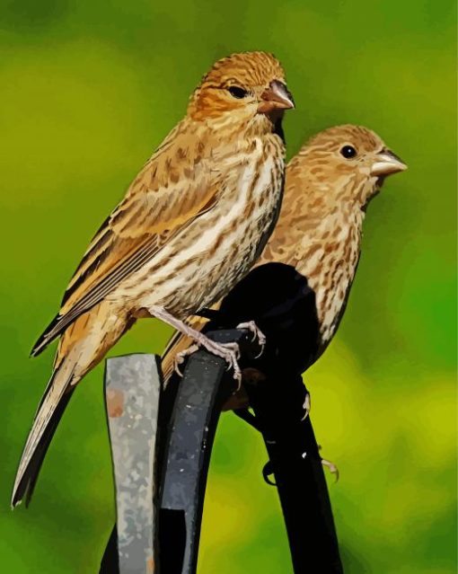 House Finch Birds Diamond Paintings